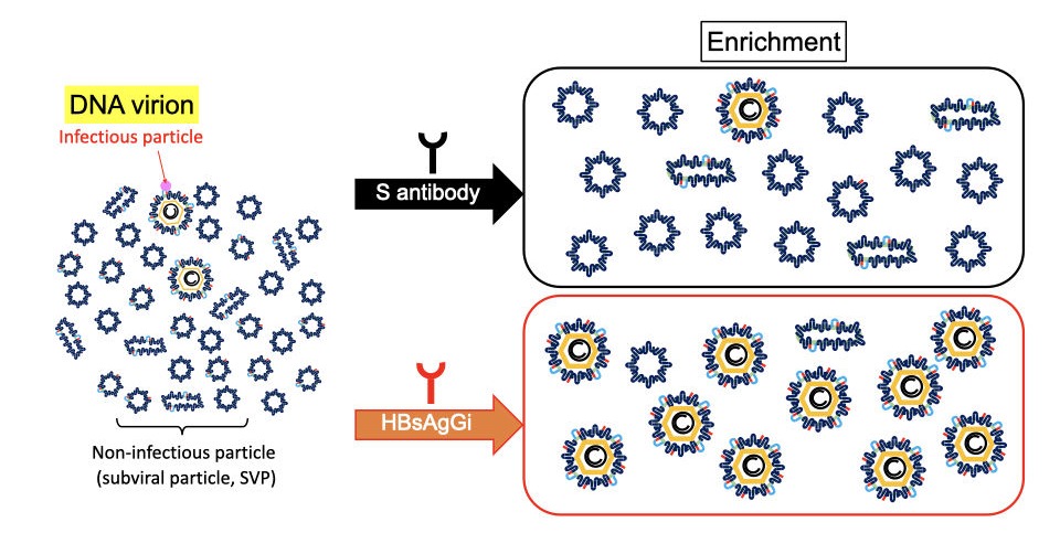 HBsAgGi antibody vs S antibody in recognition of HBV particles